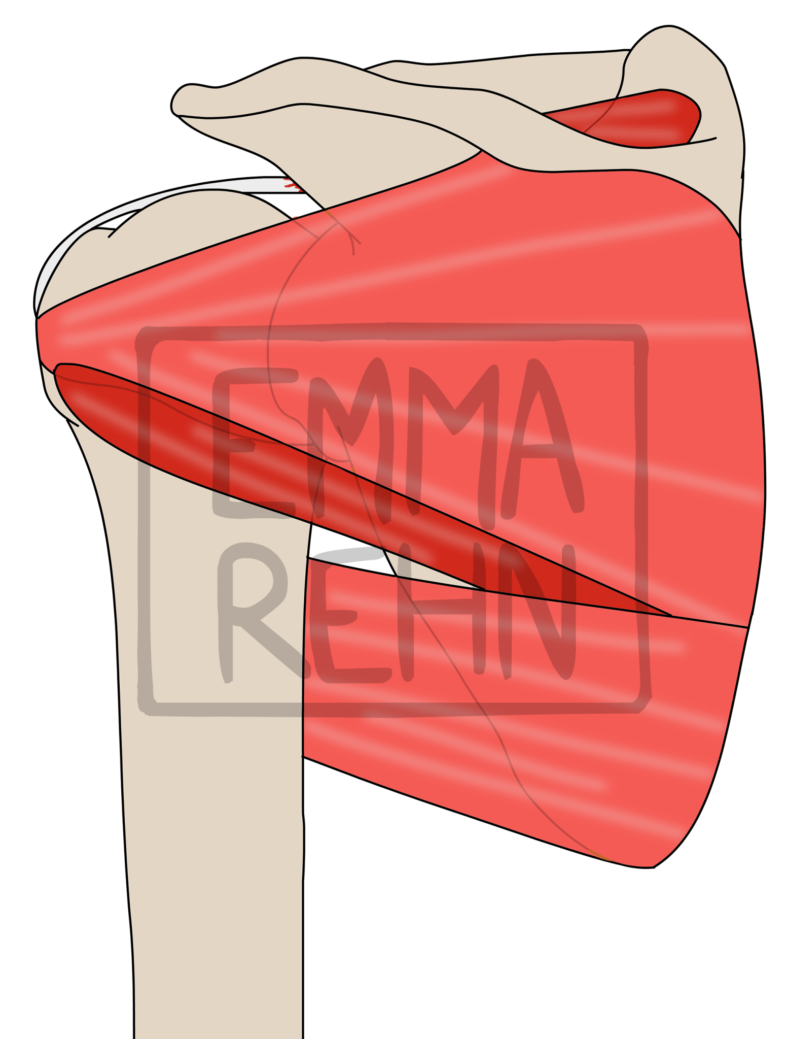 Posterior Rtc Anatomical Illustrations – Dr Emma Rehn