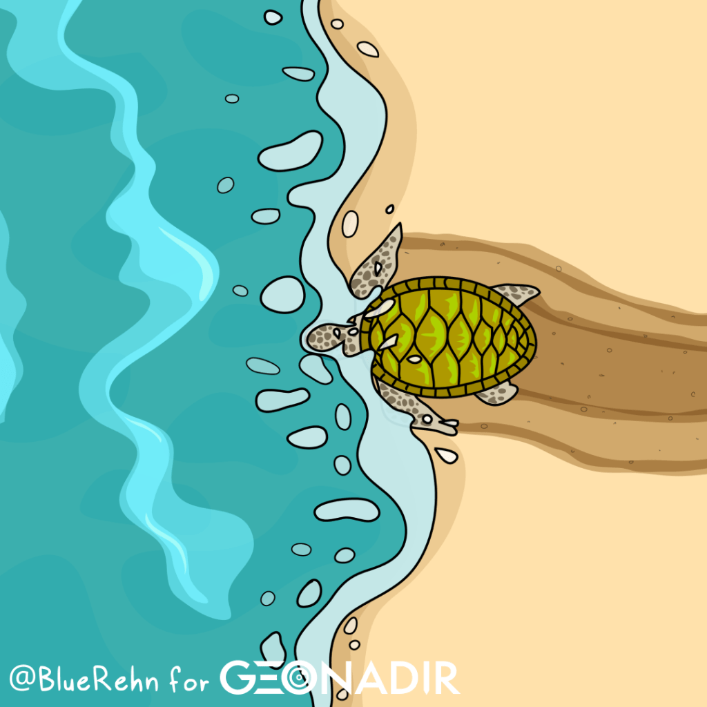 A digital illustration of a turtle on a beach, water splashing as it reaches the ocean, tracks in the sand behind it