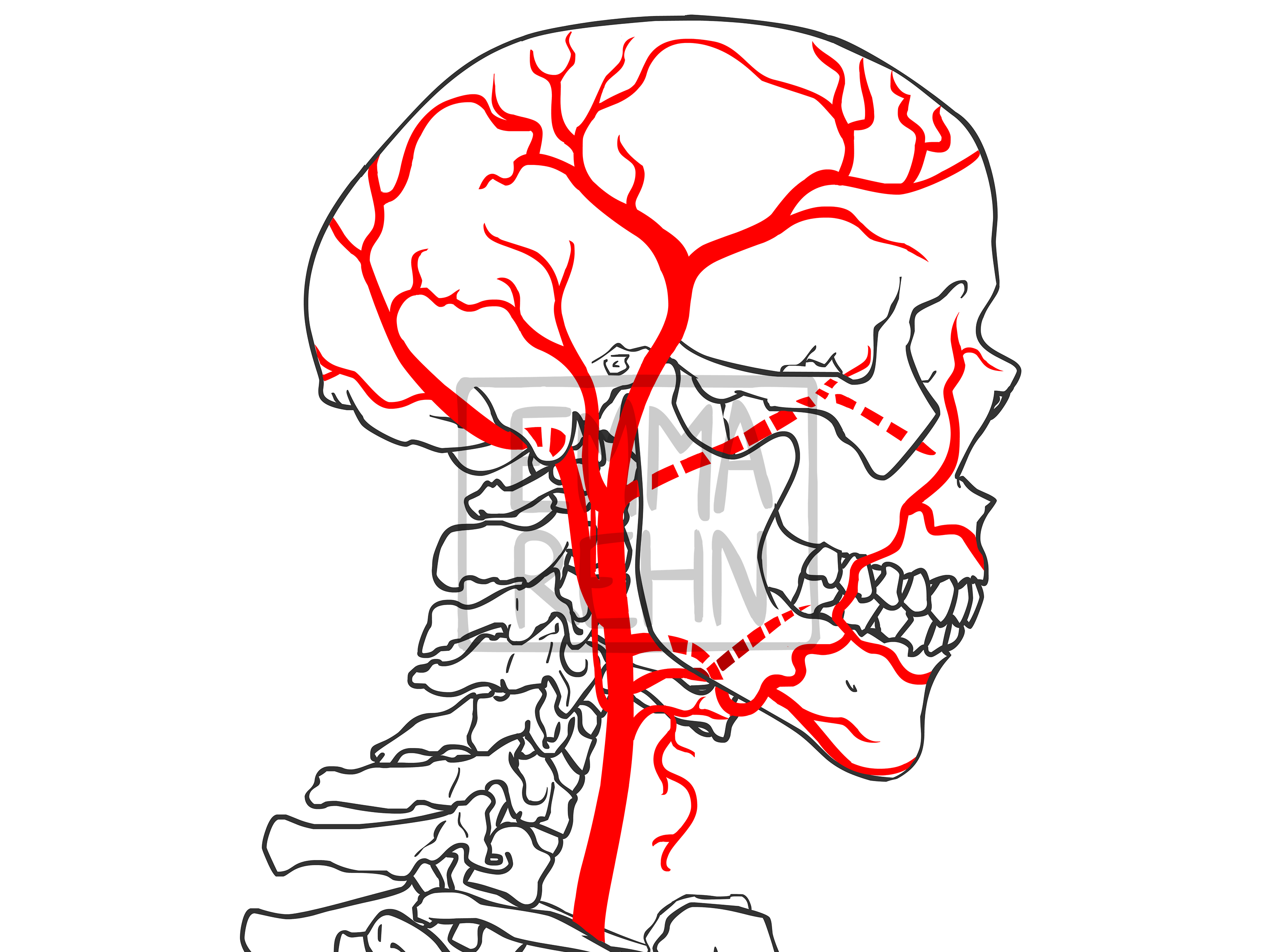 A lineart illustration of a human skull and spinal column viewed from the right side, with red lines indicating the path of arteries of the head and neck